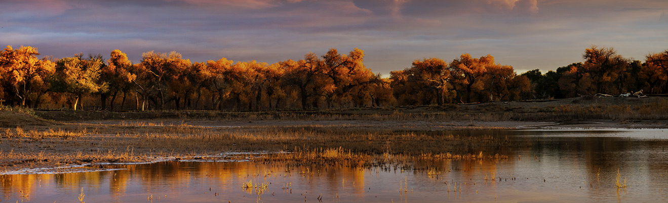 Autumn trees with golden orange foliage along a still wetland at dusk, warm reflective colors in a tranquil scene.