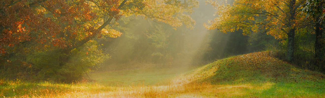 A sunlit forest clearing with autumn-colored trees and rays of light streaming through mist, warm and serene mood in deep amber and gold.