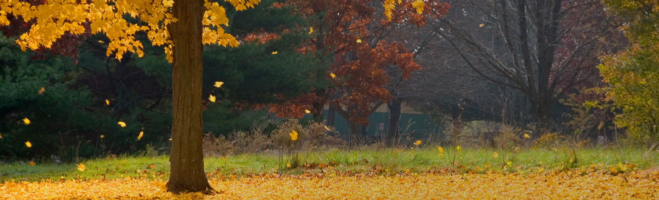A single tree with golden autumn leaves drifting onto a grassy field, darker trees in the background, calm autumnal mood with warm and earthy tones