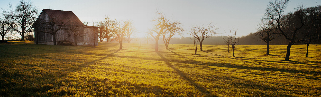 A rural field at sunrise with bare trees casting long shadows and a wooden barn in the distance, warm golden light in a peaceful landscape.