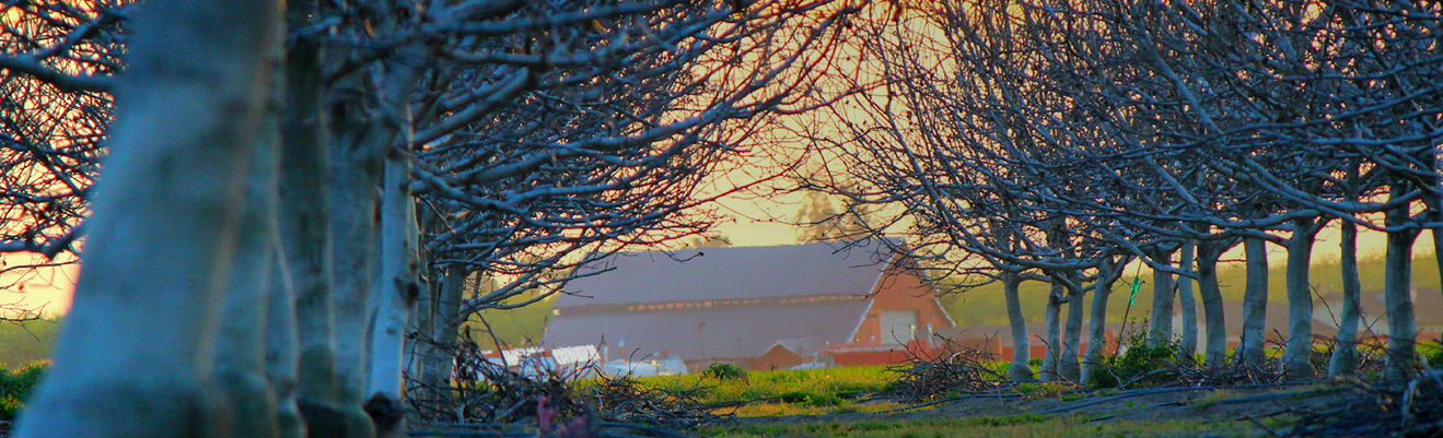 Bare tree branches frame a distant barn at golden hour, warm sunset light, deep amber and rust tones in a tranquil rural scene.